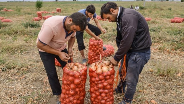 Tonlarla soğan anbarlarda məhv olur - VİDEO