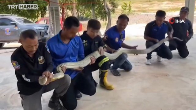 Tailandda avtomobildən 16 kilo ağırlığında zəhərli ilan tapıldı - FOTO