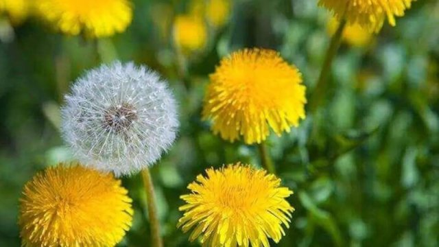 Bu otdan dadlı mürəbbə bişirmək olur - Yüz dərdə dəva