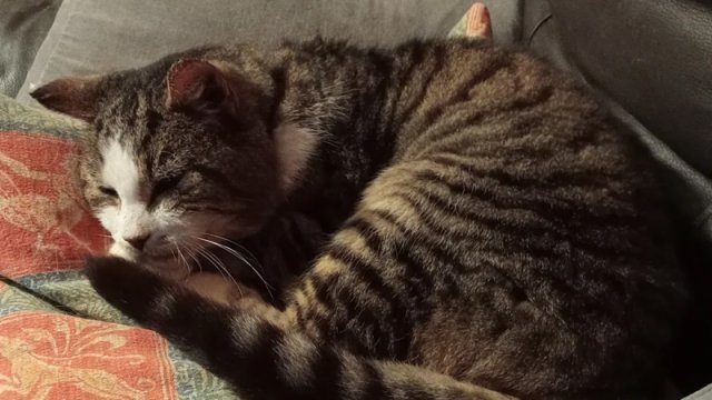 Evdən qaçan pişi 12 ildən sonra geri qayıtdı