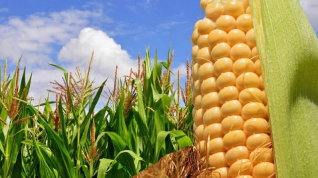 Qarğıdalı idxalı niyə artır?