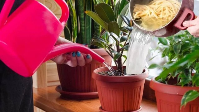 Makaron suyunu atmayın, dibçəyə tökün...