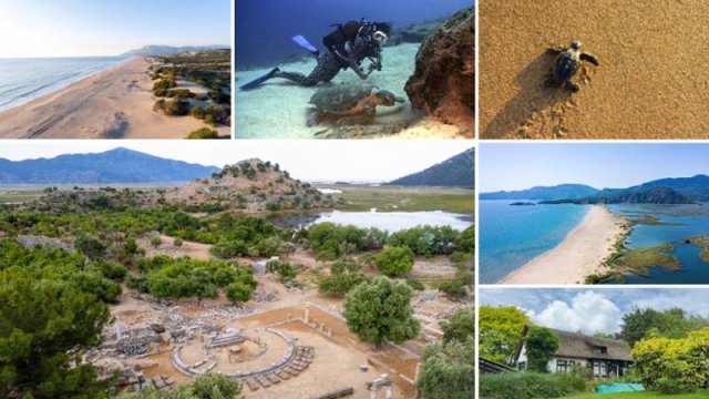 Türkiyə Rivierasında “Caretta mövsümü” başlayır