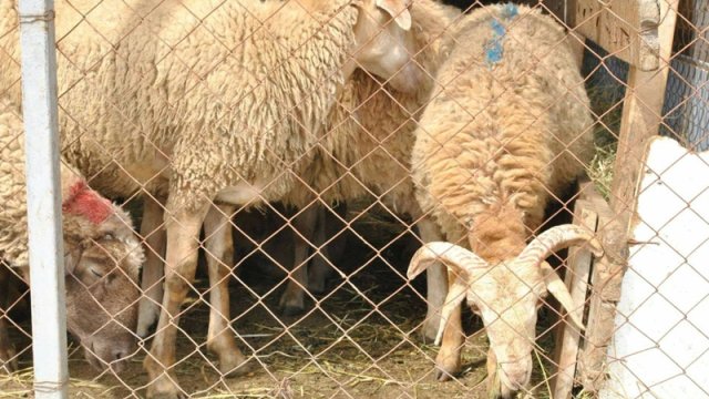 Azərbaycanda heyvan bazarında qiymətlər artıb - SƏBƏB