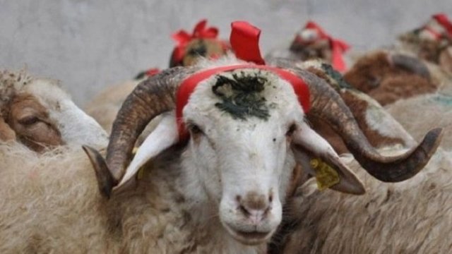 Qurban bayramına görə heyvan bazarında qıtlıq hiss olunmağa başlayıb