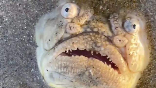 Çimərlikdə tapılan balıq sosial medianı şoka saldı