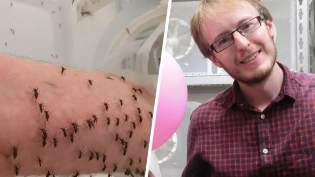 Alim hər gün yüzlərlə ağcaqanadın onu dişləməsinə icazə verir - Elm naminə...