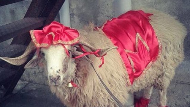 Qurbanlıq qoyunların gəlin kimi bəzədilməsi düzdürmü?