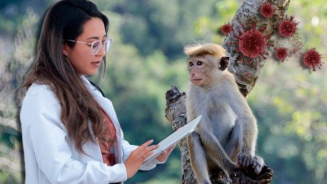 Dünyada tüğyan edən meymunçiçəyinə Azərbaycanda yoluxan varmı? - RƏSMİ