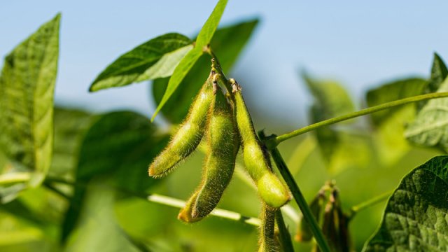 Alimlər soya paxlasının gözlənilməz faydalı xüsusiyyətini aşkar etdi