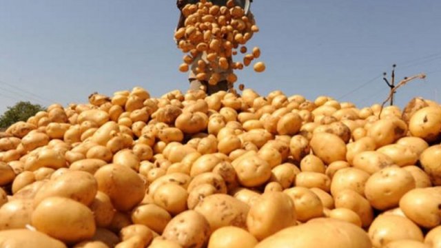 Gədəbəy və Tovuz kartofu niyə bazarda yoxdur?