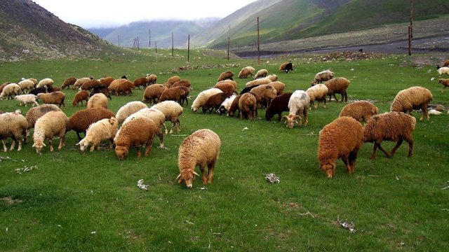 Rumıniyada zoopark fermasında taun xəstəliyi aşkar edildi