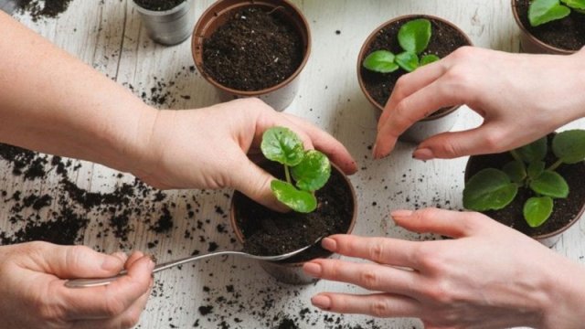 Bitkiləri qorumaq üçün sarımsaqdan İSTİFADƏ EDİN