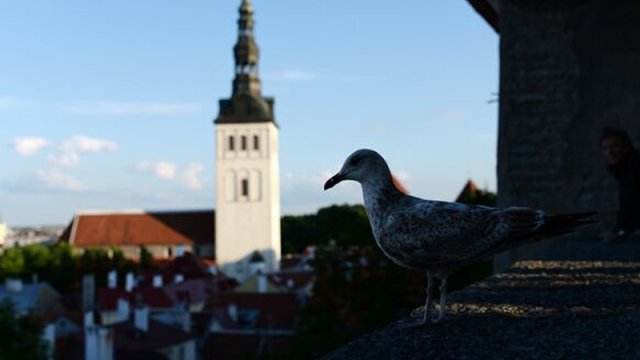 Estoniya Pravoslav Kilsəsi birləşmə təklifini rədd edir