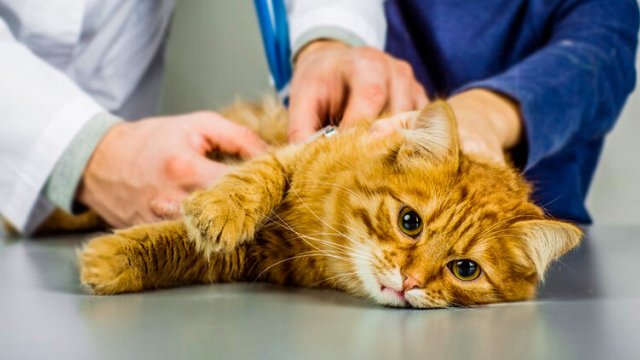 İt və pişikdən insana keçə biləcək xəstəliklər