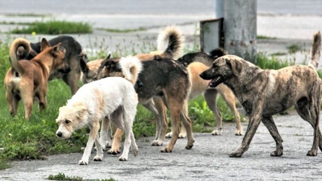 Kürdəxanıda it və yol böhranı