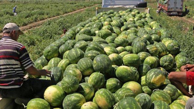 İcazəsiz bostana girdilər, 2.76 manatlıq qarpız yedilər - Məhkəməlik oldular