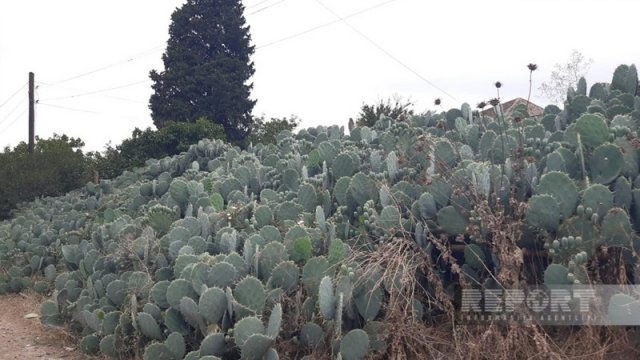 Cəlilabadın kaktuslu kəndindən reportaj - FOTO