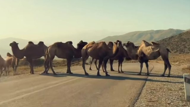 Məşhur aktyorun yolunu dəvələr kəsdi - FOTO