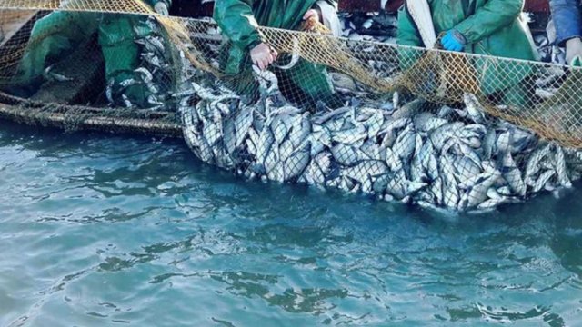 Bu gündən balıq ovuna qoyulan qadağa qüvvədən düşür