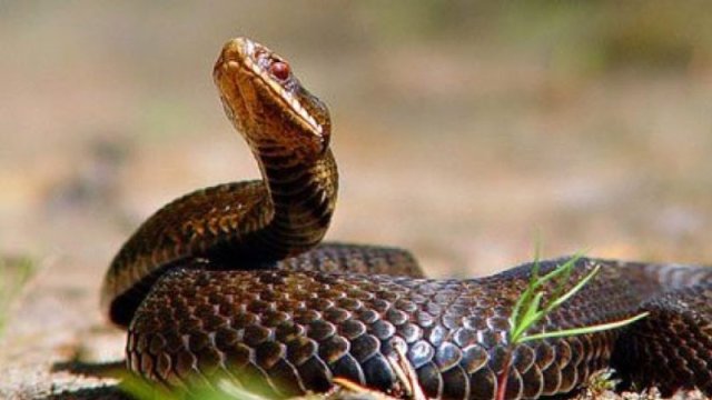 Bakıdakı ilanlar bu yolla şəhərə gəlibmiş - AÇIQLAMA