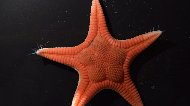 Yapon alimləri dəniz ulduzunun yeni növü kəşf etdi