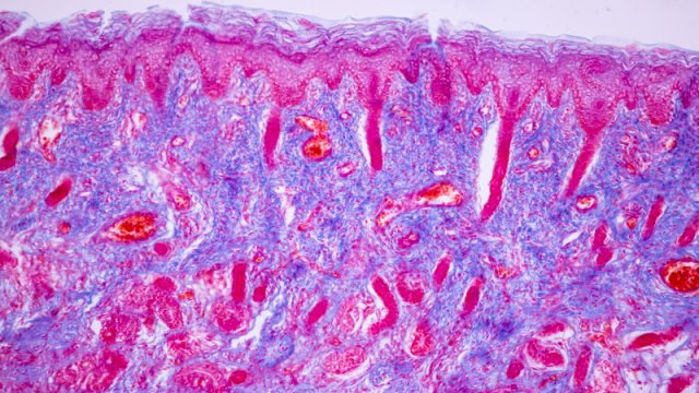 Alimlər uzunömürlü kök hüceyrələrin saxlanması üçün anbar yaratdı