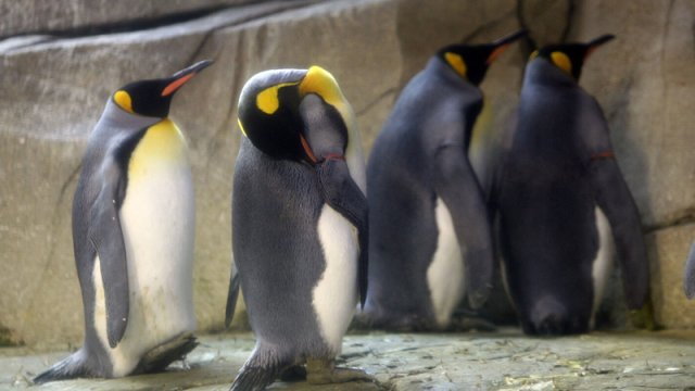 2050-ci ilə qədər imperator pinqvinlərinin 65 faizi yox ola bilər