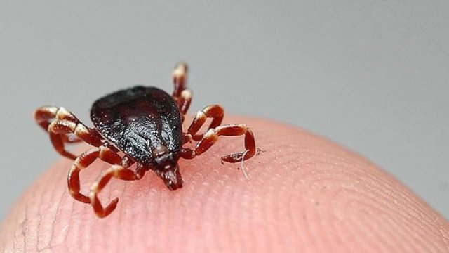 Çindəki yeni virus da koronavirus kimi dünyaya yayıla bilər? - RƏY