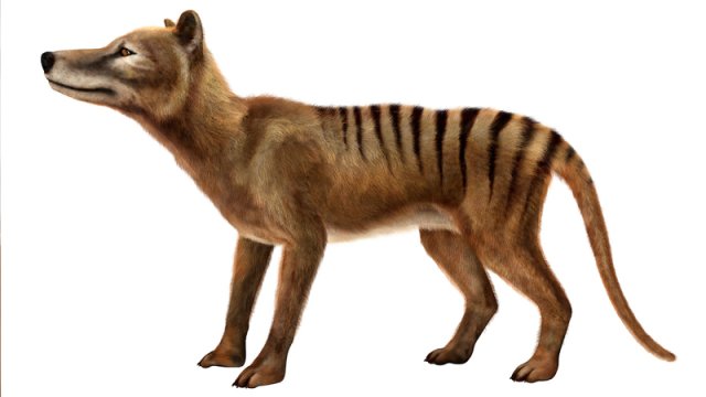 Alimlərnəsli kəsilmiş bu yırtıcını bərpa edəcək