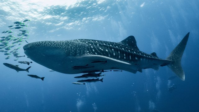 Yerdəki ən böyük balıqlar iqlim dəyişikliyinə görə ac qala bilər