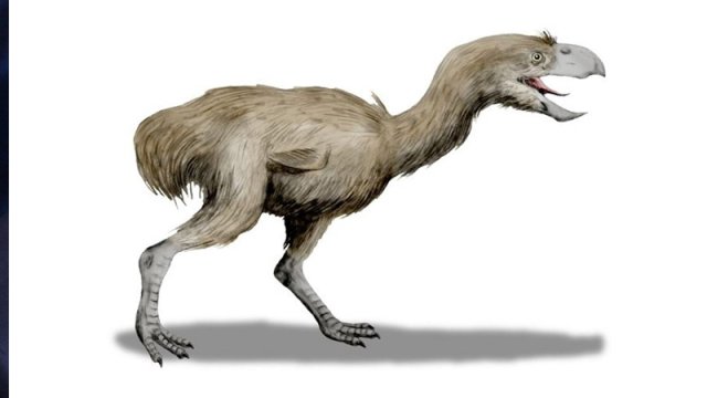 12 milyon il əvvəl Cənubi Amerikada üç metrlik ətyeyən quşlar yaşayıb