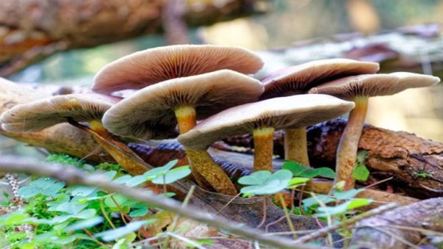 Göbələkdən zəhərlənənlər niyə çoxalır? - Həkimdən açıqlama