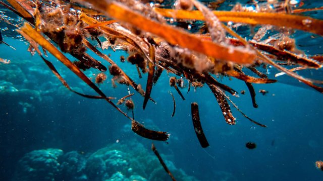 Balıqçılar bir il əvvəl yoxa çıxan təyyarənin qalıqlarını dənizin dibində tapdı