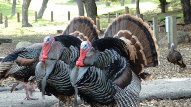 Hindtoyuğunun qiyməti niyə bu qədər artıb?