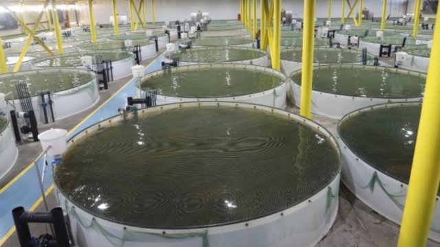 Balıqçılıq və Akvakultura Mərkəzi yaradıldı
