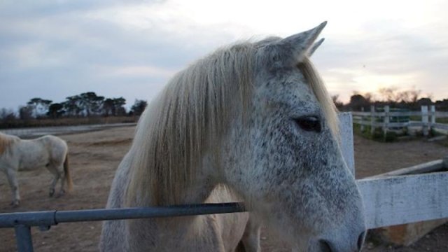 Azərbaycan Qazaxıstandan 55 baş diri ətlik at alıb
