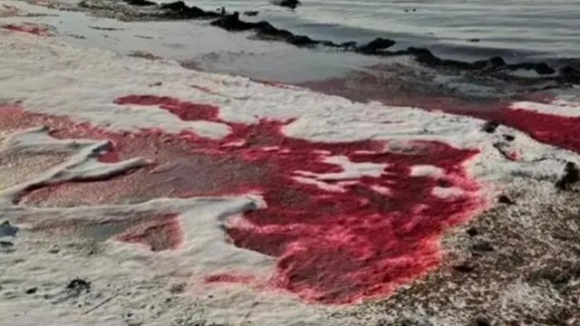 Xəzərin suyu niyə qırmızı rəngə boyanıb?