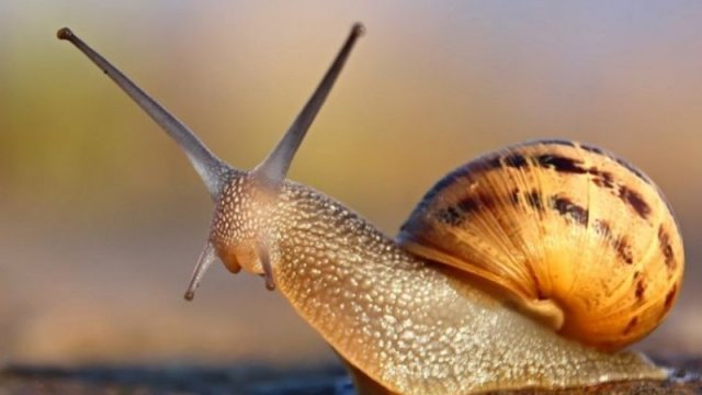 Dünyanın ən zəhərli heyvanı hansıdır? - Bu ovçu ola bilər…