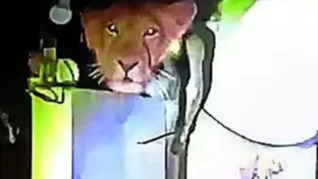 Şir yaşayış binasının mətbəxinə girərək bütün kəndi qorxuya saldı - VİDEO