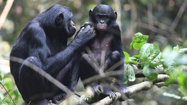 Alimlər bonobo meymunlarının "dilini" deşifrə edib