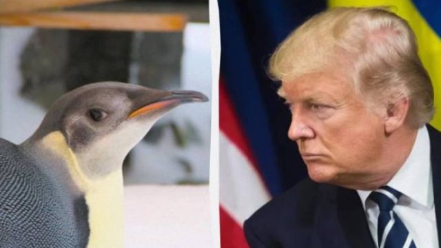 Tramp pinqvinlərə qarşı niyə "gömrük müharibəsi" elan edib?
