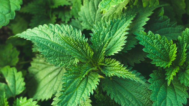 Xalq təbabətində geniş istifadə olunan gicitkanın faydaları