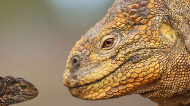 Alimlər: 200 il sonra sürünənlər yeni "dinozavrlar"a çevriləcək