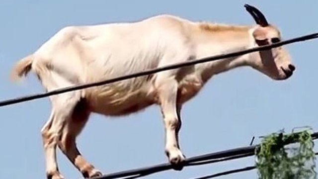 Elektrik naqilləri üzərində gəzən keçi hamını şoka saldı - FOTO