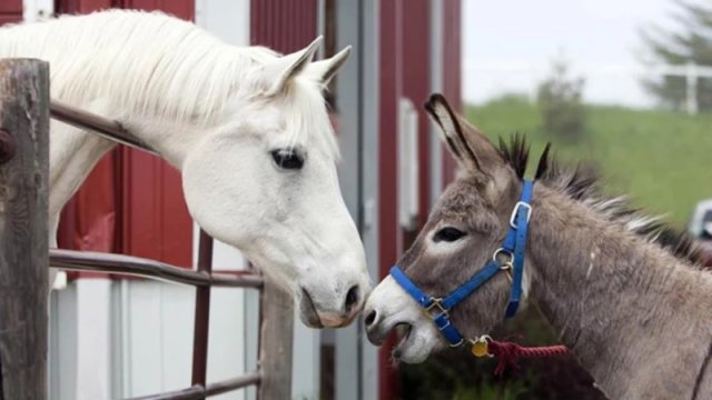 Texnoloji inkişaf onları da "işsiz" qoydu