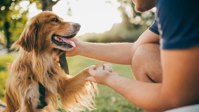 İtinizin xoşbəxt olduğunu göstərən 6 əsas əlamət
