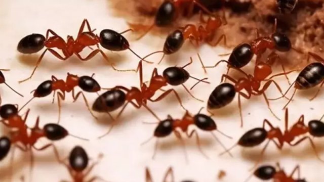 Bu qarışqaların biri 220 dollardır