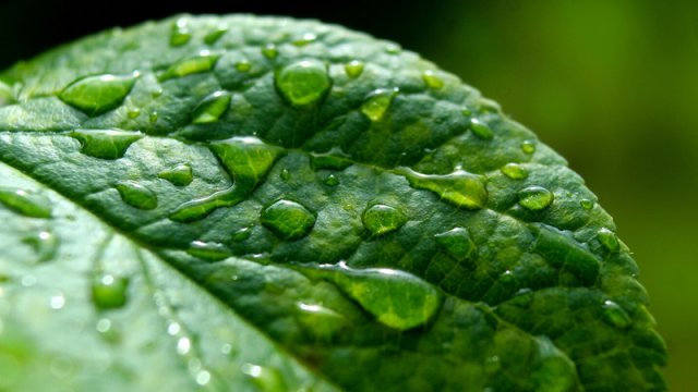 Bitkilərin gözlənilməz təhlükəsi: Yarpaqlar atmosferdən mikroplastik udur