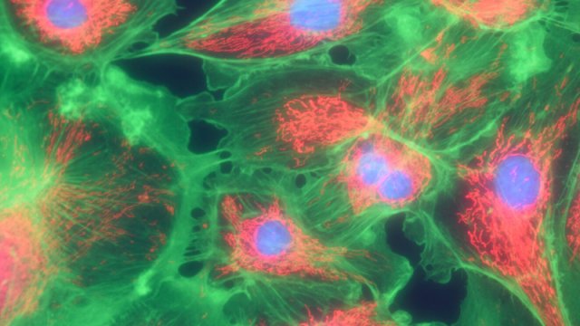 Alimlər məməlilərin biokimyasında yeni enerji daşıyıcısı kəşf etdi